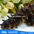 HL011 Frozen Sea Cucumber for export vacuum package