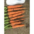 Chinese Fresh Carrot, 2016 New Crop Carrot of Shandong Province