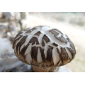 Price For White Flower Shiitake Mushroom