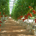 Système d&#39;irrigation à godets hollandais pour la culture de tomates