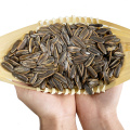 Roasted Sunflower Seed with 20 Kg Caramel Flavor