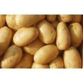 Fresh Yellow Holland Potato