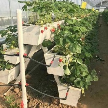 NFT Hydroponic Growing Gully pour la serre