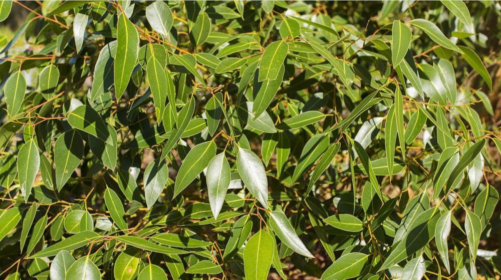 Natural Eucalyptus Essential Oil