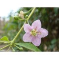 Lowpesticide Goji Berry (un poco de residuos de plaguicidas)