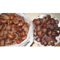 Organic Raw Fresh Chestnut with Most Competitive Price