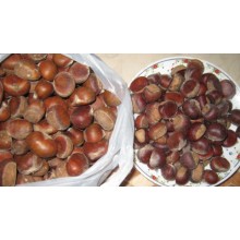 Chestnut fresco cru orgânico com preço mais competitivo