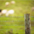 Barbed Wire for Security Fence