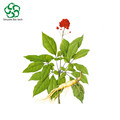 Natural Ginseng Extract Ginsenosid für die Gesundheitsversorgung