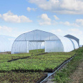 Agriculture Tunnel PE Polytunnel Greenhouse à vendre