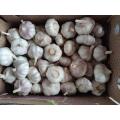 Great New Crop Brasilien Markt Lieblings Knoblauch