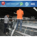 South Africa Best Price Automatic Layer Chicken Cage for Sale