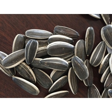 2015 New Crop High Quality Sunflower Seeds 5009