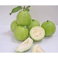 Nice and Fresh Fruit Guava