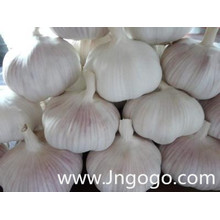 Chinesische neue Ernte frische gute Qualität weißer Knoblauch