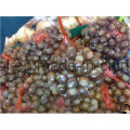 PP Material Mesh Bag for Eggs 35cm Length