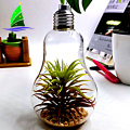 Crystal Bulb Shape Air Plant Glass Terrarium