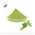 Green Healthy Celery Extract Powder