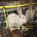 China Pouttry Cage Rabbits Cage Rabbits House and Other Cages