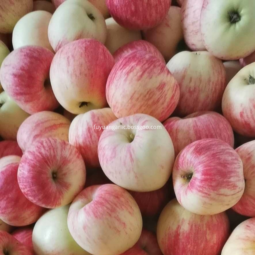 Gala Apple