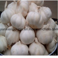 New Crop Fresh Garlic Best Factory Price