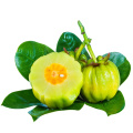 CAS 90045-23-1 60% HCA Garcinia Cambogia Powder