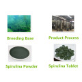 Bulk spirilina spirulina powder for sale