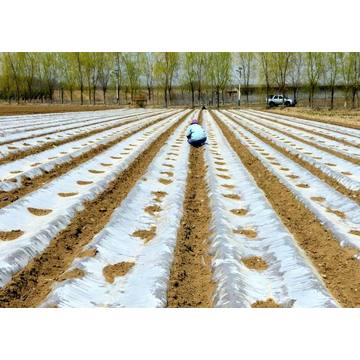 Película Mulch Plástica BioDegradável