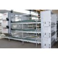 Automatic H Type Broiler Cage