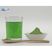 Wholesale Price Bulk Organic Barley Grass Powder