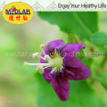 Medlar Lbp USDA Nof Bio Goji