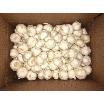 2016 Year Pure White Garlic in Coldroom