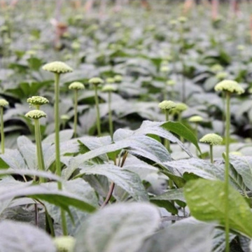 Brote de Notoginseng sin contaminación de alta calidad y contaminación