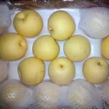 Poire fraîche dorée Hebei