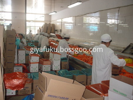 Shandong Fresh Quality Carrot