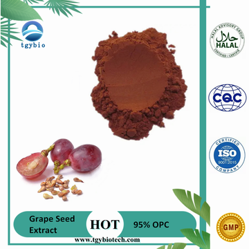 Fourniture d&#39;extrait de graines de raisin de haute qualité 95% OPC