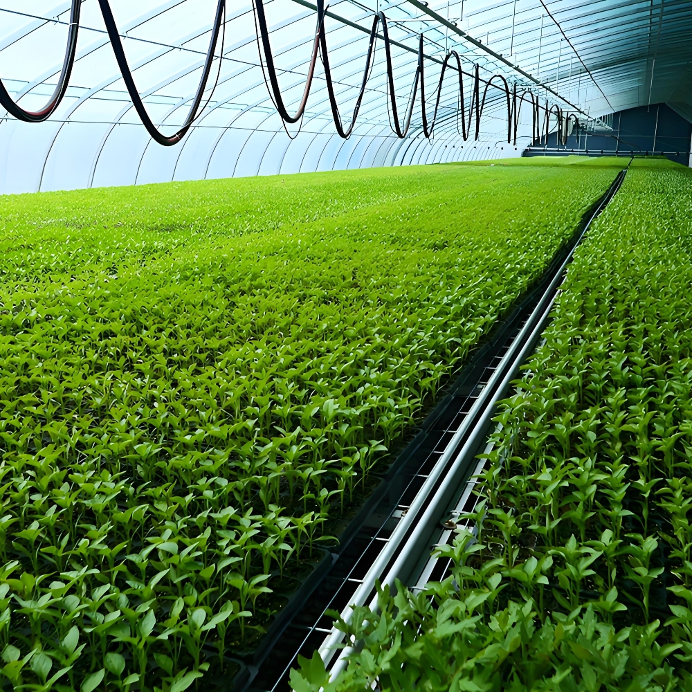 Single Greenhouse For Seedling Raising Single Greenhouse For Seedling Raising