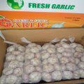 Chinese Red Garlic, Purple Color Garlic