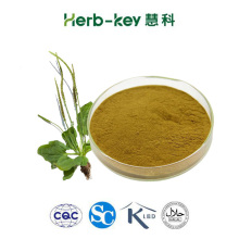 Asiatic Plantain Herb Extract