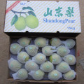 Green Color of New Crop Shandong Pear