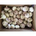 Super Fresh Garlic Normal White