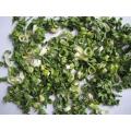 healthy dehydrated G/W spring onion