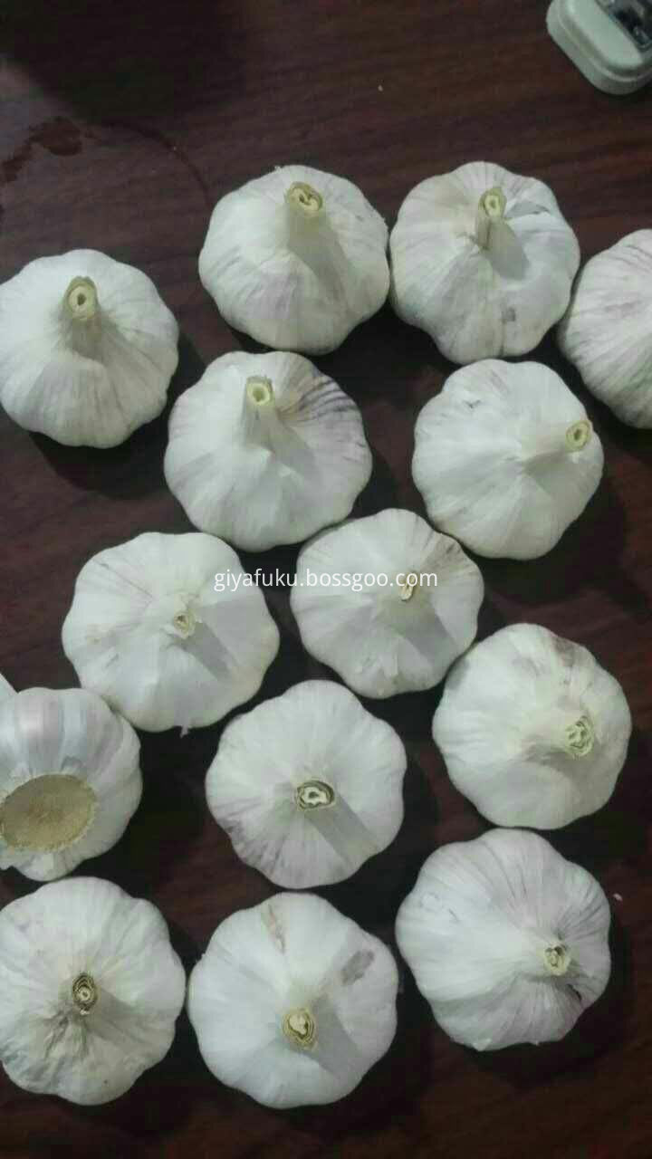 Pure White Garlic