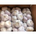 FRESH PURE WHITE GARLIC