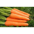 Top Quality Fresh Carrot