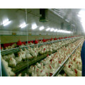 Steel Structure Automatic Chicken Farm with Poultry Equipments