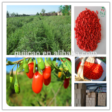 2016 china secado níspero / secado goji baya / secado chino wolfberry