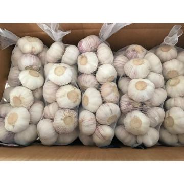 FRESH PURE WHITE GARLIC