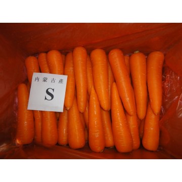 6.5kg Karton Verpackung frischen Karotten für Dubai JEBEL ALI