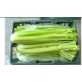 New Crop Export Fresh Good Quality Delicious Celery